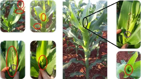 composição fotográfica que ilustra os danos causados pela lagarta-do-cartucho (Spodoptera frugiperda) em plant