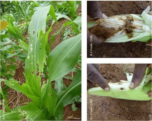 Como Identificar Danos da Lagarta-do-Cartucho no Milho composição de três fotografias que ilustram os danos causados por uma praga, provavelmente a lagarta-do-cartuc