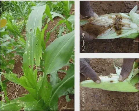 composição de três fotografias que ilustram os danos causados por uma praga, provavelmente a lagarta-do-cartuc