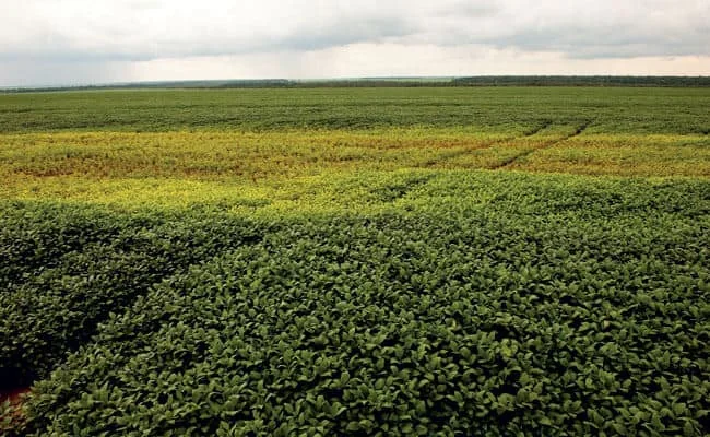 Como Identificar Deficiência Nutricional na Lavoura de Soja uma ampla lavoura de soja sob um céu nublado, destacando a variabilidade na saúde da cultura. Em primeiro plan