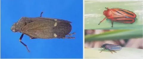 fotografias exibindo diferentes espécies de cigarrinhas