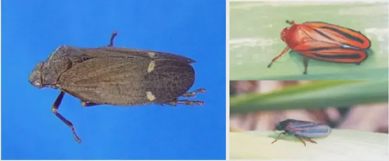Como identificar diferentes tipos de cigarrinhas na lavoura fotografias exibindo diferentes espécies de cigarrinhas