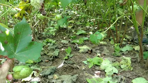 uma visão em close-up e de baixo ângulo de uma lavoura de algodão, focando na inspeção de uma planta doente. E