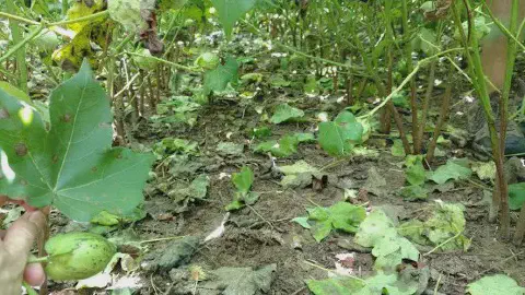 uma visão em close-up e de baixo ângulo de uma lavoura de algodão, focando na inspeção de uma planta doente. E