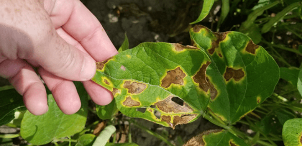 close-up da mão de uma pessoa, provavelmente um agricultor ou agrônomo, segurando uma folha de planta doen
