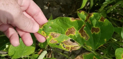 close-up da mão de uma pessoa, provavelmente um agricultor ou agrônomo, segurando uma folha de planta doen