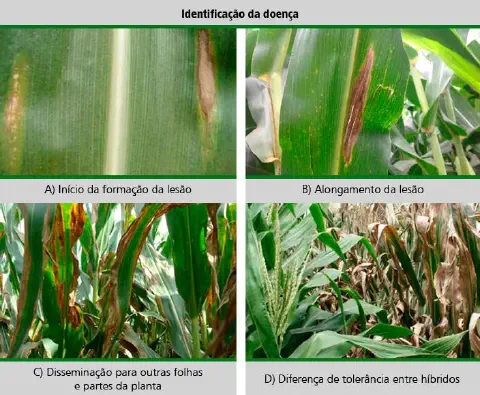 Esta imagem é um infográfico educativo composto por quatro fotografias que detalham a progressão de uma doença foliar na cult