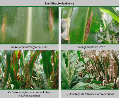 Esta imagem é um infográfico educativo composto por quatro fotografias que detalham a progressão de uma doença foliar na cult