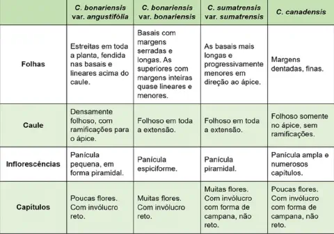 tabela comparativa detalhada, projetada para auxiliar na identificação de quatro tipos diferentes da p