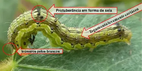 uma fotografia em close-up de uma lagarta, provavelmente uma praga agrícola, sobre uma folha verde. A foto é u