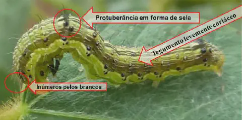 uma fotografia em close-up de uma lagarta, provavelmente uma praga agrícola, sobre uma folha verde. A foto é u