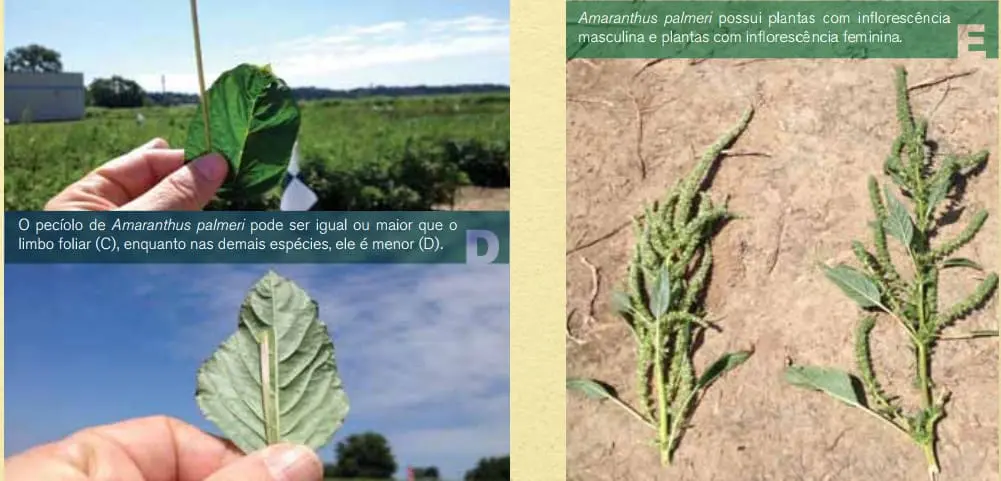 Esta imagem é uma composição visual informativa, projetada para auxiliar na identificação da planta daninha *Amaranthus palme