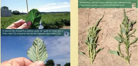 Esta imagem é uma composição visual informativa, projetada para auxiliar na identificação da planta daninha *Amaranthus palme