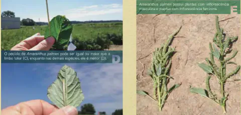 Esta imagem é uma composição visual informativa, projetada para auxiliar na identificação da planta daninha *Amaranthus palme