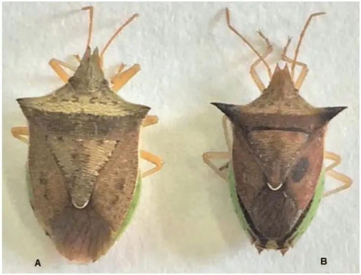 uma comparação visual de dois insetos, identificados como A e B, que são espécimes de percevejos-barriga-verde