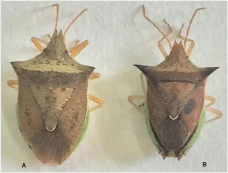 uma comparação visual de dois insetos, identificados como A e B, que são espécimes de percevejos-barriga-verde