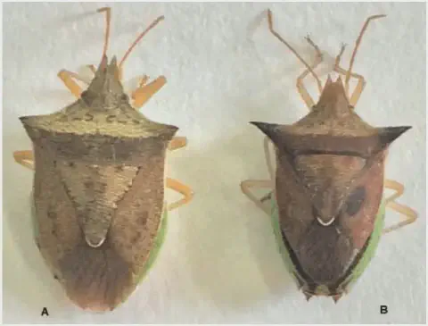 uma comparação visual de dois insetos, identificados como A e B, que são espécimes de percevejos-barriga-verde