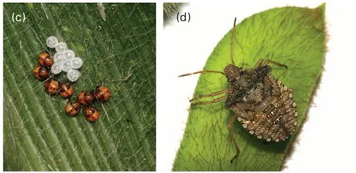 composição de duas fotografias que ilustram diferentes estágios do ciclo de vida do percevejo, uma praga agríc