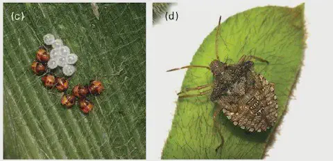 composição de duas fotografias que ilustram diferentes estágios do ciclo de vida do percevejo, uma praga agríc