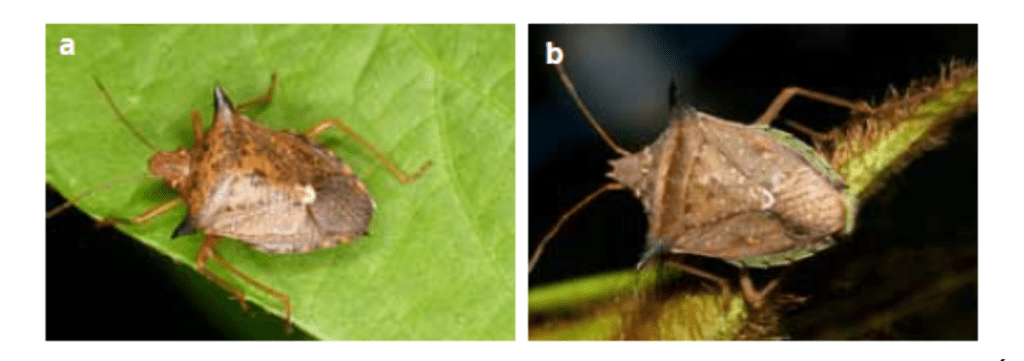 Como Identificar o Percevejo-Marrom na Lavoura: Guia Visual composição de duas fotografias, rotuladas como ‘a’ e ‘b’, que exibem em close-up o percevejo-marrom (provavelm