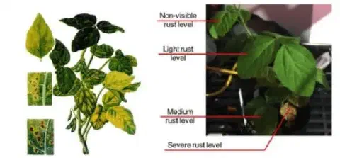 composição visual que ilustra os diferentes estágios de severidade da ferrugem asiática na cultura da soja. Do