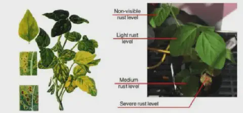 composição visual que ilustra os diferentes estágios de severidade da ferrugem asiática na cultura da soja. Do