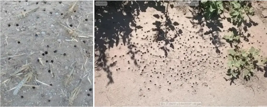 composição de duas fotografias que mostram o solo de uma área agrícola com sinais de infestação de pragas. A f