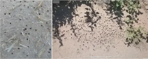 composição de duas fotografias que mostram o solo de uma área agrícola com sinais de infestação de pragas. A f
