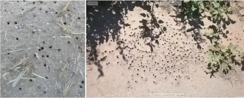 composição de duas fotografias que mostram o solo de uma área agrícola com sinais de infestação de pragas. A f