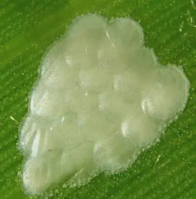 fotografia macro que mostra em detalhes uma postura de ovos da broca-da-cana (Diatraea saccharalis) sobre uma