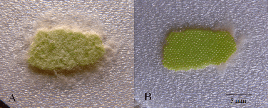 Como Identificar Ovos de Percevejo na Lavoura: Guia Visual composição científica dividida em dois painéis, A e B, que mostram uma visão macro de uma postura de ovos de u