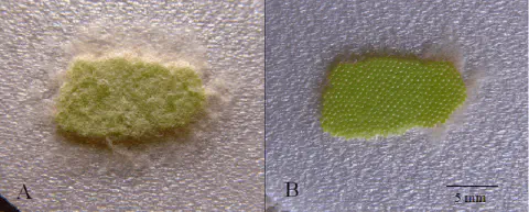 composição científica dividida em dois painéis, A e B, que mostram uma visão macro de uma postura de ovos de u