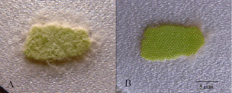 Como Identificar Ovos de Percevejo na Lavoura: Guia Visual composição científica dividida em dois painéis, A e B, que mostram uma visão macro de uma postura de ovos de u