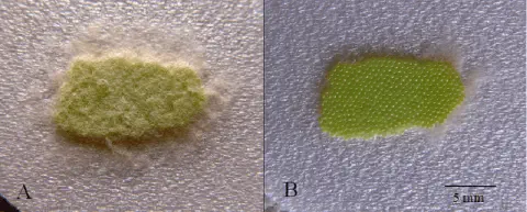 composição científica dividida em dois painéis, A e B, que mostram uma visão macro de uma postura de ovos de u