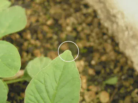 close-up de uma folha de uma planta jovem e verde, provavelmente em seu estágio inicial de desenvolvimento.