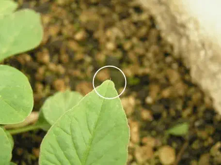 close-up de uma folha de uma planta jovem e verde, provavelmente em seu estágio inicial de desenvolvimento.