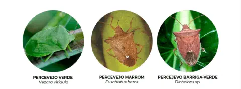 Percevejos na lavoura: identificação e manejo