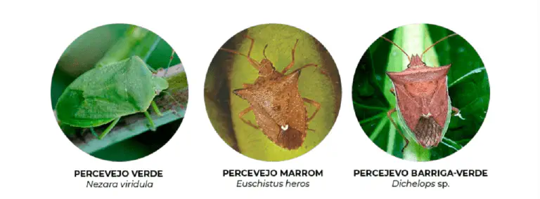 Como Identificar Percevejos: Verde, Marrom e Barriga-Verde infográfico comparativo de três espécies de percevejos que são pragas agrícolas significativas. Apresentada