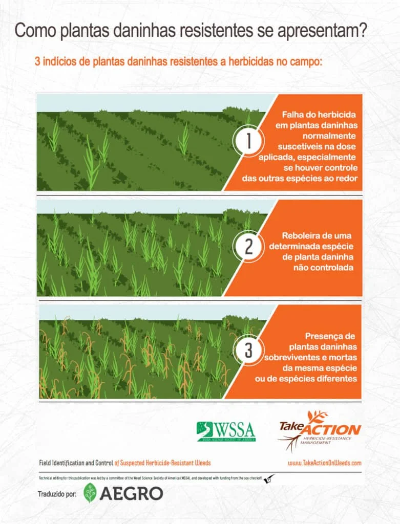 Como Identificar Plantas Daninhas Resistentes a Herbicidas Infográfico sobre identificação de plantas daninhas resistentes a herbicidas no campo