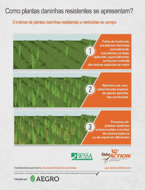 Infográfico sobre identificação de plantas daninhas resistentes a herbicidas no campo