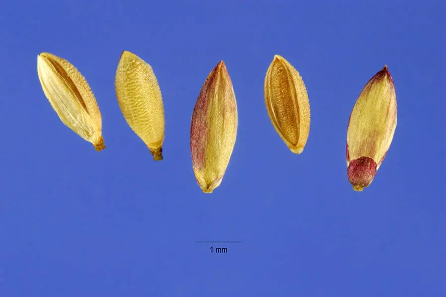 cinco sementes pequenas e alongadas, de coloração predominantemente amarelada com detalhes avermelhados nas ex