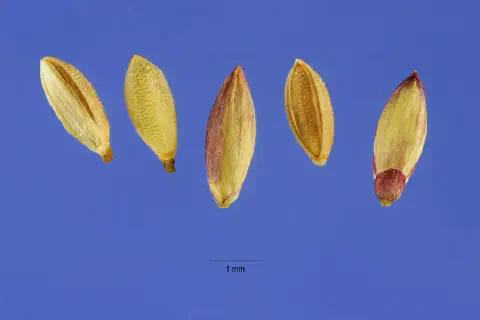 cinco sementes pequenas e alongadas, de coloração predominantemente amarelada com detalhes avermelhados nas ex