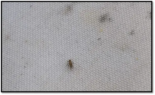 close-up de um pequeno inseto, identificado como um tripes (ordem Thysanoptera), sobre um pano de batida d