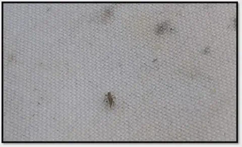close-up de um pequeno inseto, identificado como um tripes (ordem Thysanoptera), sobre um pano de batida d