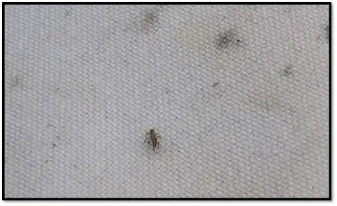 close-up de um pequeno inseto, identificado como um tripes (ordem Thysanoptera), sobre um pano de batida d