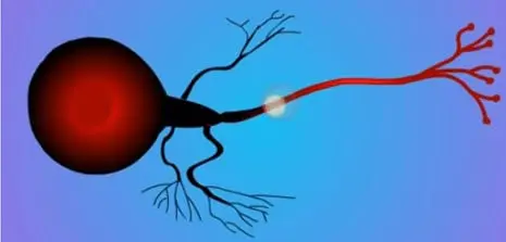 Como Inseticidas Afetam o Sistema Nervoso de Pragas uma representação esquemática de um neurônio, a célula fundamental do sistema nervoso, sobre um fundo azul-arr