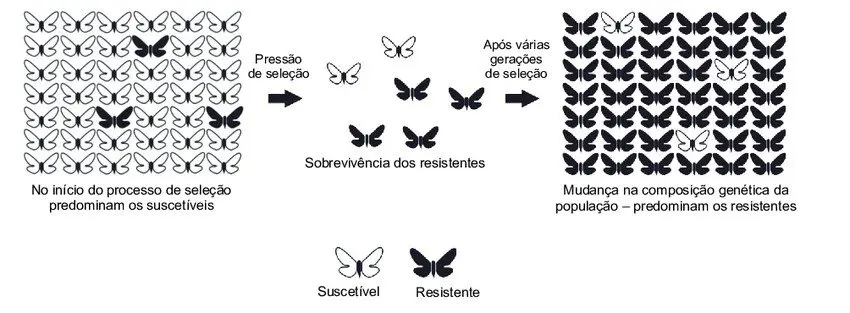 infográfico esquemático que ilustra o processo de seleção natural e o desenvolvimento de resistência em uma pop