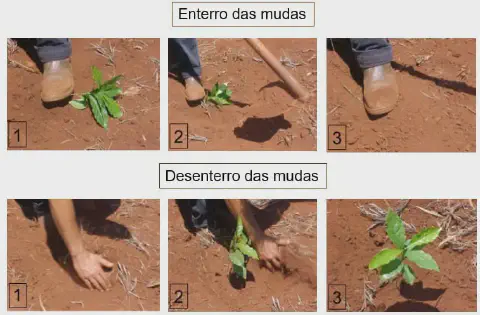 guia visual dividido em duas seções: &amp;quot;Enterro das mudas&amp;quot; e &amp;quot;Desenterro das mudas&amp;quot;. Cada seção apresenta uma seq