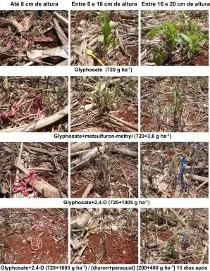 montagem fotográfica que compara a eficácia de diferentes tratamentos com herbicidas no controle de plantas, p
