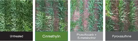 comparativo visual que demonstra a eficácia de diferentes tratamentos com herbicidas no controle de plantas dan